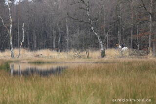 Im Naturpark "De Meinweg"