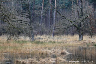 Im Naturpark "De Meinweg"