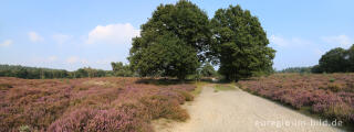 Im Naturpark "De Meinweg"