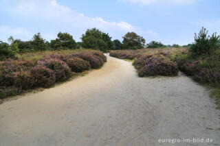 Im Naturpark "De Meinweg"