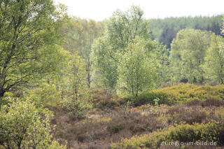 Im Platten Venn (Hohes Venn) im Mai