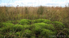 Im Steinley-Venn