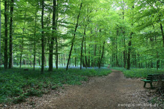 Im "Wald der blauen Blumen" bei Doveren