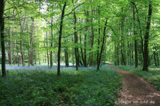 Im "Wald der blauen Blumen" bei Doveren