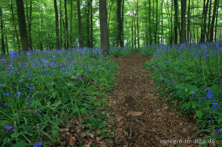 Im "Wald der blauen Blumen" bei Doveren