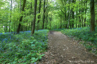 Im "Wald der blauen Blumen" bei Doveren