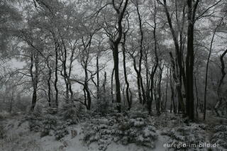 Imgenbroicher Venn im Winter