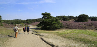 In der Brunssumerheide