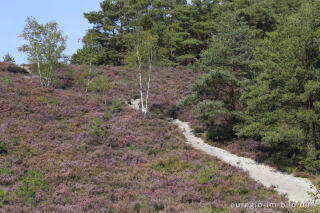 In der Brunssumerheide