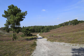 In der Brunssumerheide