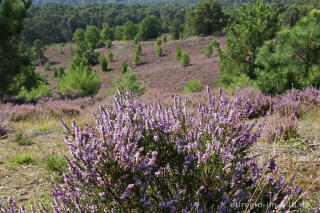 In der Brunssumerheide