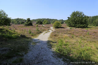 In der Brunssumerheide