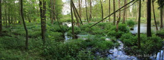 In der Ruraue zwischen Jülich-Barmen und Floßdorf