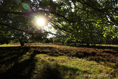 In der Schavener Heide