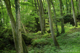 In der Schönecker Schweiz