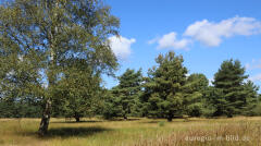 In der Teverener Heide