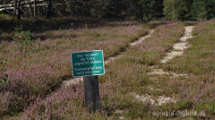 In der Teverener Heide