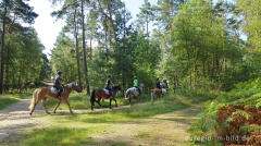 In der Teverener Heide