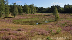 In der Teverener Heide