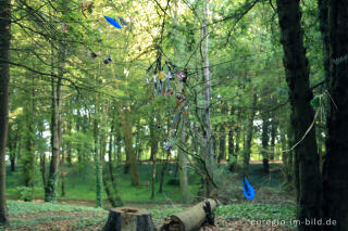 Installation im Eibenwald auf dem Lousberg, Aachen 2014