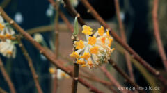 Japanischen Papierbusch; Edgeworthia chrysantha;