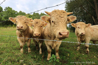 Junge Charolais-Bullen