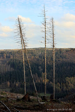 Kahlschlag bei Erkensruhr