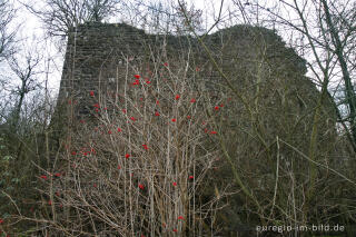 Kalkofen bei Aachen-Schmithof, Rote Heckenkirsche, 