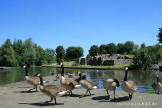 Kanadagans (Branta canadensis) im Naherholungsgebiet Wurmtal, Übach-Palenberg