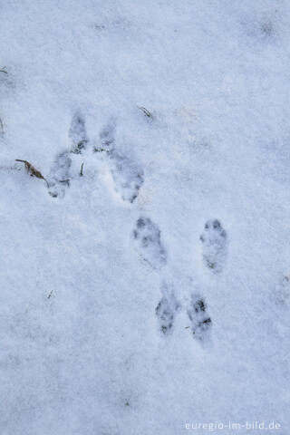 Kaninchenspur im Schnee