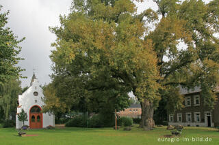  Kapelle des hl. Antonius von Padua mit dem Naturdenkmal Pleyer Pappel 