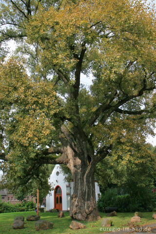  Kapelle des hl. Antonius von Padua mit dem Naturdenkmal Pleyer Pappel 