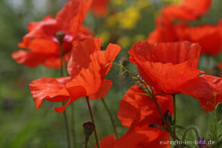 Klatschmohn, Papaver rhoeas