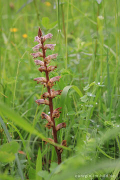 Kleine Sommerwurz (Orobanche minor) im Orchideen-Garten Gerendal