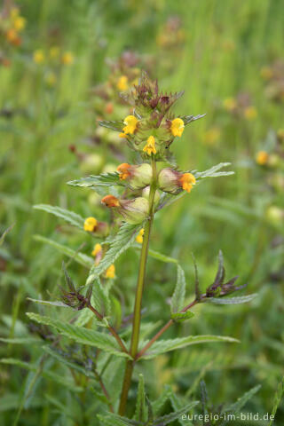 Kleiner Klappertopf, Rhinanthus minor