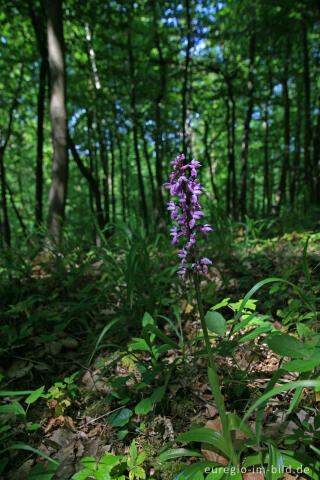 Kleines Knabenkraut, Anacamptis morio, beim Hohnbachtal