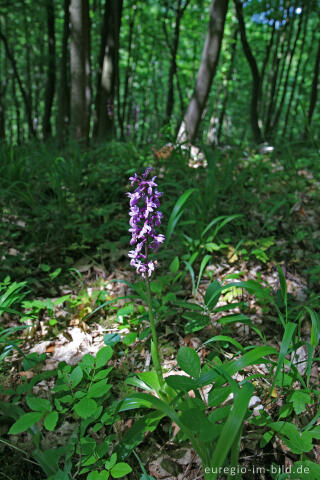 Kleines Knabenkraut, Anacamptis morio, beim Hohnbachtal