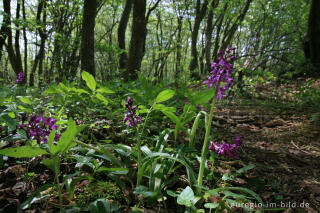 Knabenkraut, Orchis morio, bei einem Kalksteinbruch