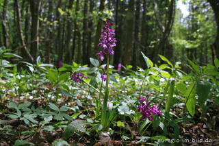 Knabenkraut, Orchis morio, bei einem Kalksteinbruch