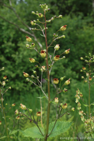 Knotige Braunwurz, Scrophularia nodosa