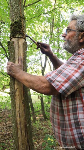 Köhlermeister Gerd Linden demonstriert das Lohschälen zur Gewinnung von Eichenrinde