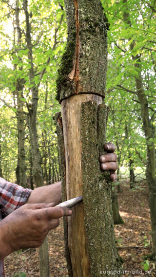 Köhlermeister Gerd Linden demonstriert das Lohschälen zur Gewinnung von Eichenrinde