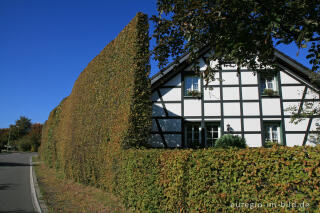 Konzen, Fachwerkhaus mit Hecke