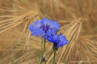 Kornblume, Cenraurea cyanus und Getreide