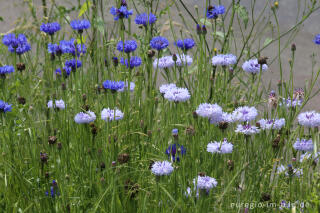 Kornblume, Centaurea cyanus