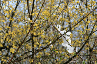 Kornelkirsche, Cornus mas