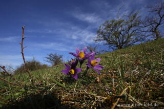 Küchenschellen, Pulsatilla vulgaris, auch Kuhschellen genannt,  auf dem Bürvenicher Berg 