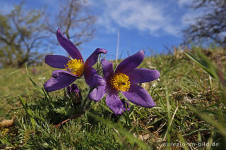 Küchenschellen, Pulsatilla vulgaris, auch Kuhschellen genannt,  auf dem Bürvenicher Berg 