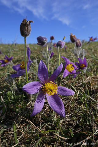 Küchenschellen, Pulsatilla vulgaris, auch Kuhschellen genannt,  auf dem Bürvenicher Berg 