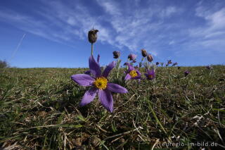 Küchenschellen, Pulsatilla vulgaris, auch Kuhschellen genannt,  auf dem Bürvenicher Berg 